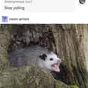 Stop Yelling on Random Possum Memes You Had No Idea You Needed