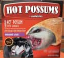 Hot Possums on Random Possum Memes You Had No Idea You Needed