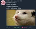 Scare Off Bad Guys on Random Possum Memes You Had No Idea You Needed
