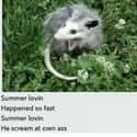 Summer Lovin' on Random Possum Memes You Had No Idea You Needed
