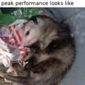 Ideal Male Body on Random Possum Memes You Had No Idea You Needed