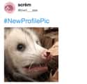 New Profile Pic on Random Possum Memes You Had No Idea You Needed