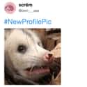 New Profile Pic on Random Possum Memes You Had No Idea You Needed
