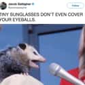 Major Design Flaw on Random Possum Memes You Had No Idea You Needed