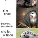 Sit On Her Bacc on Random Possum Memes You Had No Idea You Needed
