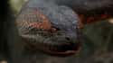 The Anaconda Doesn't Look Good, But That's Okay on Random Details about 'Anaconda' that Is Still A Delightfully Dumb Cinematic Experienc