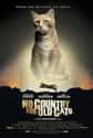 No Country For Old Cats on Random Cat Movie Posters For Films That Actually Seem Like They'd Be Pretty Good