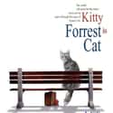 Forrest Cat on Random Cat Movie Posters For Films That Actually Seem Like They'd Be Pretty Good