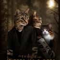 New Meow on Random Cat Movie Posters For Films That Actually Seem Like They'd Be Pretty Good