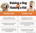 Raising A Dog Vs. Raising A Kid on Random Memes For People Who Prefer Dogs Over Children