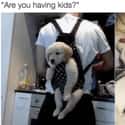 I Already Do on Random Memes For People Who Prefer Dogs Over Children