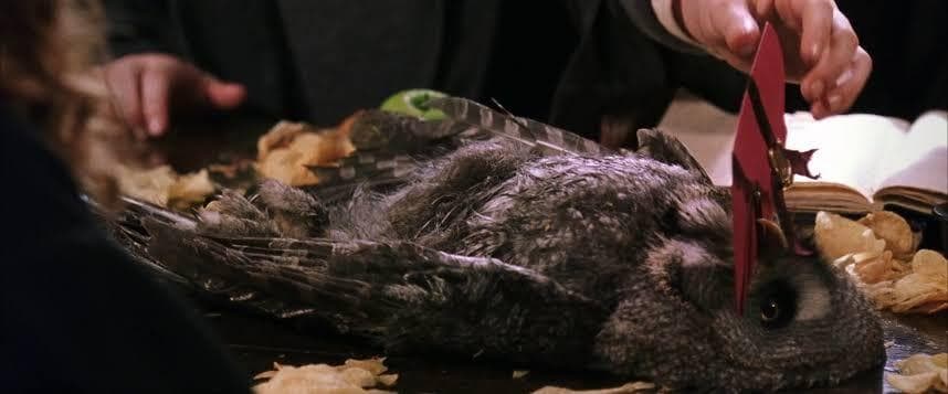All The Harry Potter Pets, Ranked