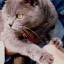 There Were A Lot Of Cats On Set on Random Interesting Revelations From Documentary 'Unearthed and Untold: Path to Pet Sematary'