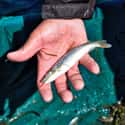 Northern Pikeminnows on Random Invasive Animals You Can Actually Get Paid To Hunt