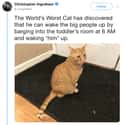 Rise And Shine! on Random Internet Weighs In On Who Actually Has World’s Worst Cat