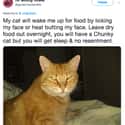 You Won't Like Them When They Get Hangry on Random Internet Weighs In On Who Actually Has World’s Worst Cat