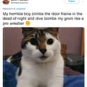 Tap Out, Tap Out on Random Internet Weighs In On Who Actually Has World’s Worst Cat