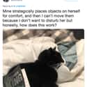 A Fan Of Fine Literature on Random Internet Weighs In On Who Actually Has World’s Worst Cat