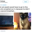 Breakfast Is The Most Important Meal Of The Day on Random Internet Weighs In On Who Actually Has World’s Worst Cat