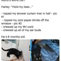 All Before Harley Turned 1? Impressive! on Random Internet Weighs In On Who Actually Has World’s Worst Cat