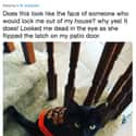 We Want To Hear The Cat's Side Of The Story on Random Internet Weighs In On Who Actually Has World’s Worst Cat