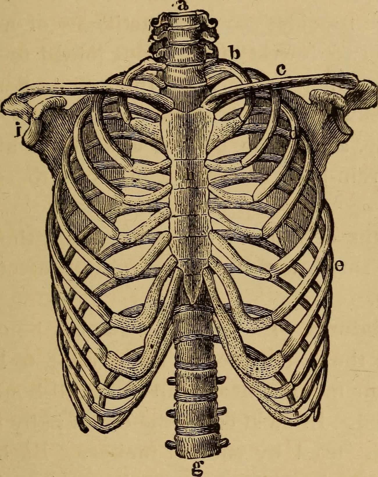 Скелет грудной клетки птицы. Анатомия. Скелет рисунок. Грудная клетка человека. Скелет туловища.