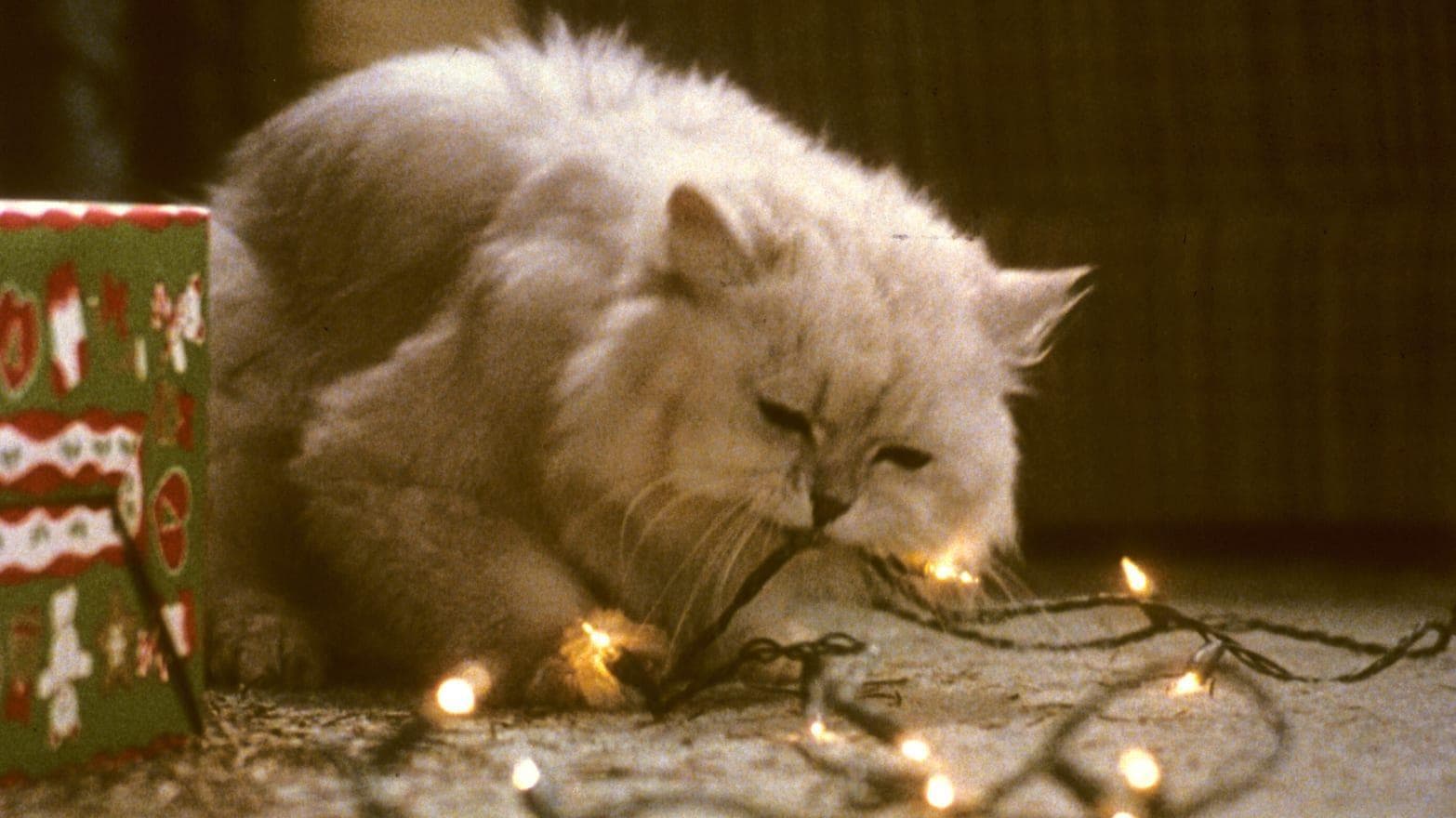 Behind The Scenes Stories From 'Christmas Vacation'