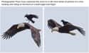 Lazy Crow, They're Endangered! on Random Unbelievable Photos Of Astounding Moments That Defied The Odds