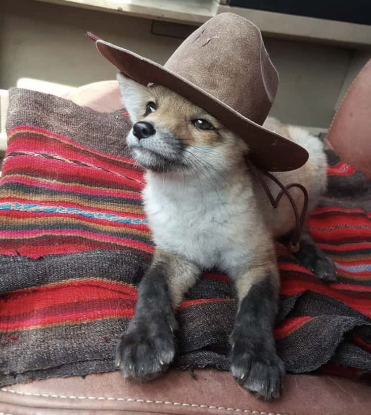 20+ Adorable Pictures Of Animals In Hats (That Are Pretty Funny Too)