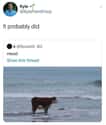 Wistful Cow on Random Times People Gave The Most Sarcastic Answers