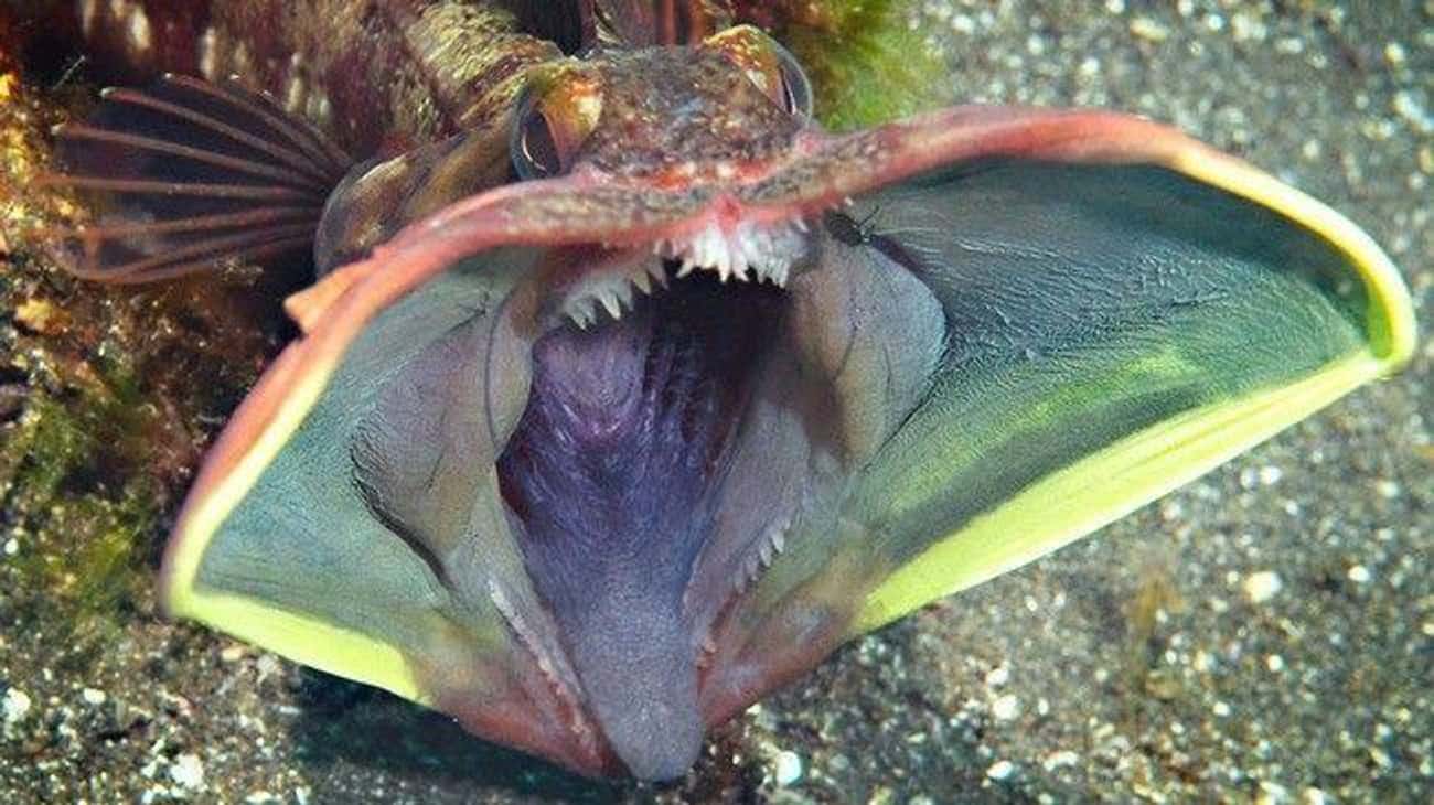 The Sarcastic Fringehead Has A Mouth Like A Predator Alien, Which It Uses To Chase Off Interlopers 