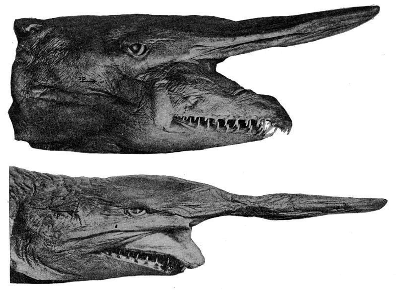 The Goblin Shark Can Elongate Its Jaws To Capture Its Prey