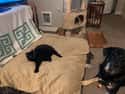 No One Cat Should Have All That Power on Random Cute Pictures Of Stealing A Dog's Bed