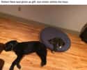 Shameless Kitty on Random Cute Pictures Of Stealing A Dog's Bed