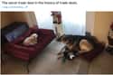 Inequality In Action on Random Cute Pictures Of Stealing A Dog's Bed