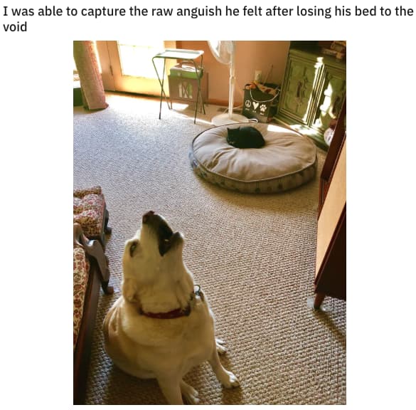 Random Cute Pictures Of Stealing A Dog's Bed