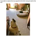 Howling Pain on Random Cute Pictures Of Stealing A Dog's Bed