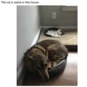 The Cat Is Loving This on Random Cute Pictures Of Stealing A Dog's Bed