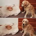 A Tragedy In Two Parts on Random Cute Pictures Of Stealing A Dog's Bed