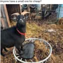 Why Do Goats Need Trampolines? on Random Funny Pictures Of Animals At Their Derpiest