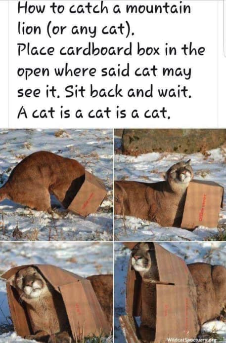 but-do-they-like-the-sound-of-a-can-opener-photo-u1