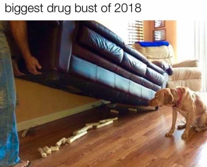 27 Funny Pictures Of Animals At Their Derpiest