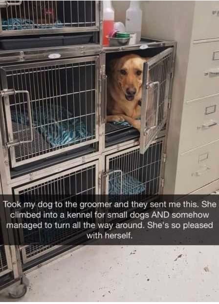 27 Funny Pictures Of Animals At Their Derpiest