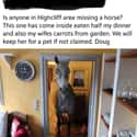 Horse Invader on Random Funny Pictures Of Animals At Their Derpiest