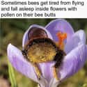 Sleepy As A Bumblebee? on Random Funny Pictures Of Animals At Their Derpiest