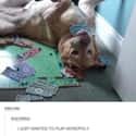 Anti-Capitalist Canine on Random Funny Pictures Of Animals At Their Derpiest