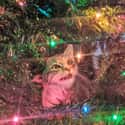Cat's First Christmas on Random Funny Pictures Of Animals At Their Derpiest