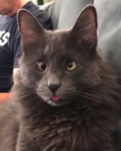 27 Funny Pictures Of Animals At Their Derpiest