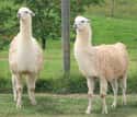 Allowing Two Teenagers To Be Spit On By A Llama on Random People Ask Internet If They're Right Or Wrong
