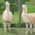 Allowing Two Teenagers To Be Spit On By A Llama on Random People Ask Internet If They're Right Or Wrong